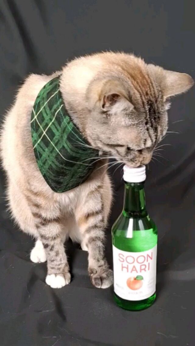 Thirsty Thursday with a Korean soju. Have you tried this before?
Cheers! 건배!
Bandana pittsburghwhiskers
Code: SPECTRE15
Drink soonhariusa
##lynxpoint #tabby #catsoftheworld #catsofinstagram #fancycat #spoiledcat #rescuecat #stray #spoiledkitty #fancyfeline #letssoonhari